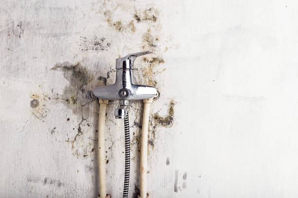 Best Professional Mold Removal  in Grandview, OH