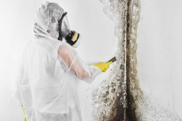 Best Professional Mold Removal  in Grandview, OH