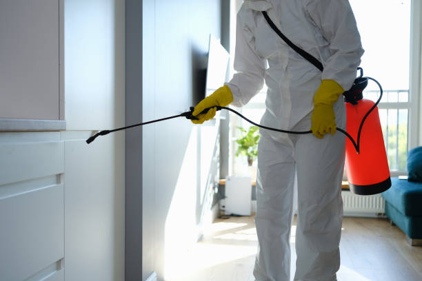 Best Toxic Mold Removal  in Grandview, OH
