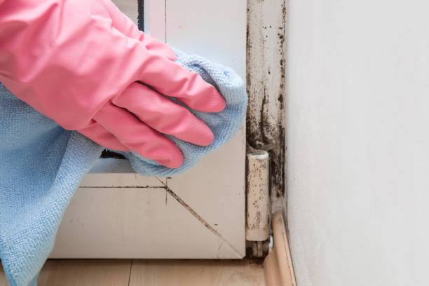 Best Mold Cleaning Services  in Grandview, OH